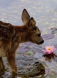 a baby deer standing in the water next to a pink flower