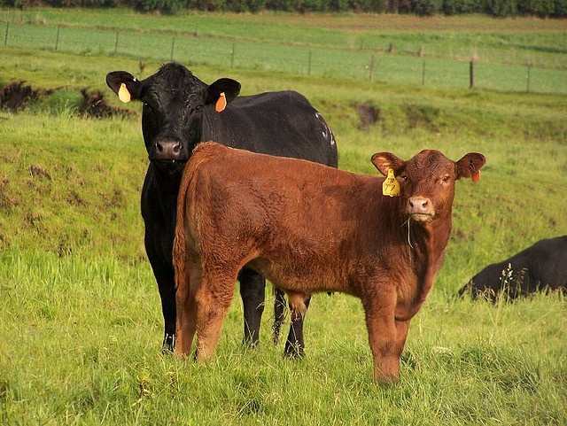 two brown cows standing next to each other on a lush green field