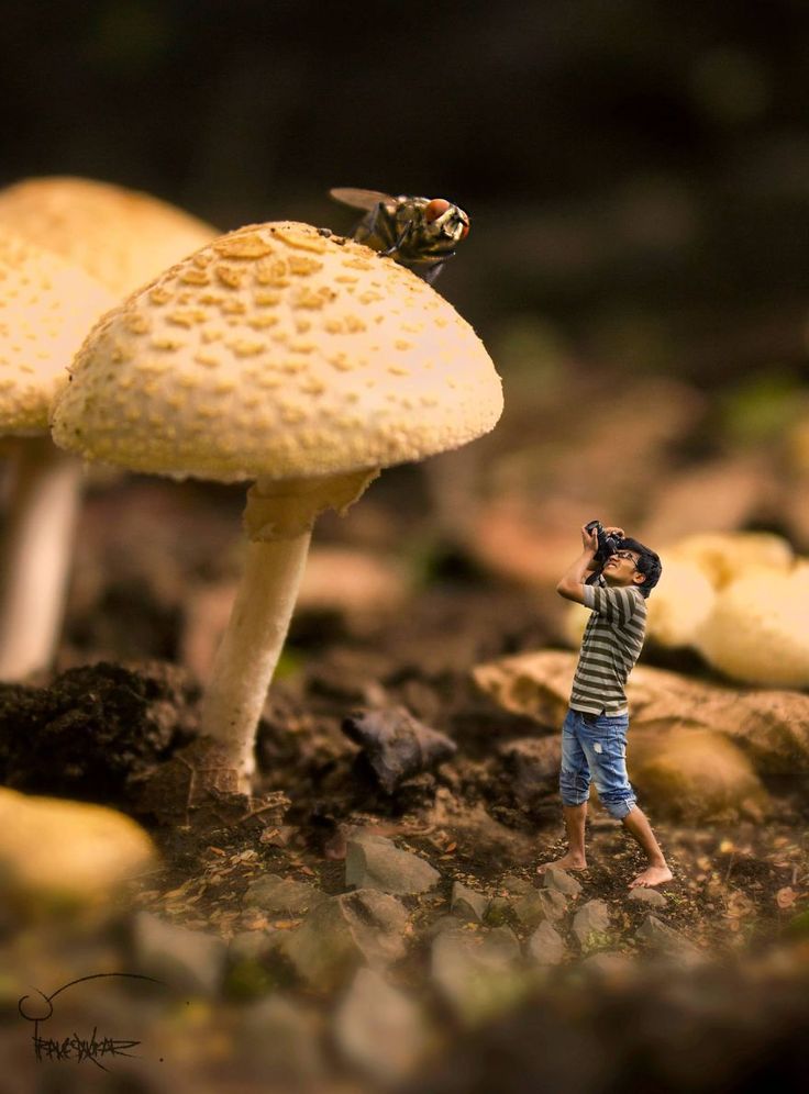 a little boy standing in front of some mushrooms with a bee on top of it