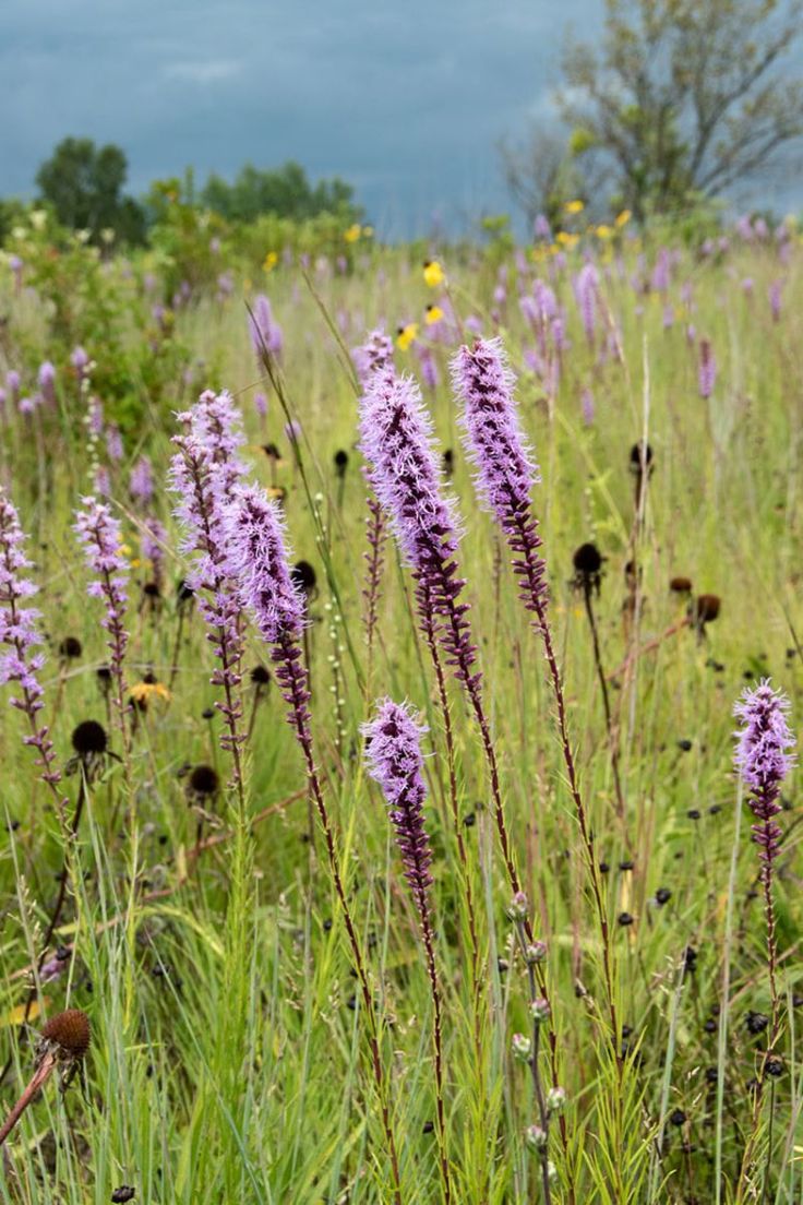 wildflowers and other plants in a field on a cloudy day