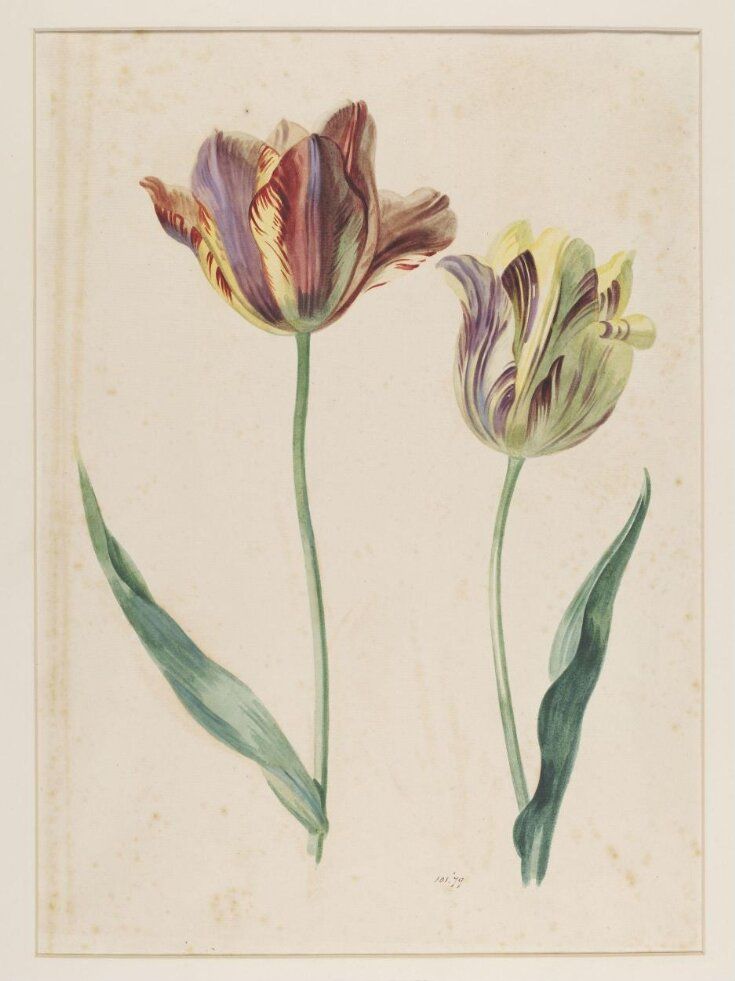 two tulips with green leaves on a white background, one is purple and the other is yellow