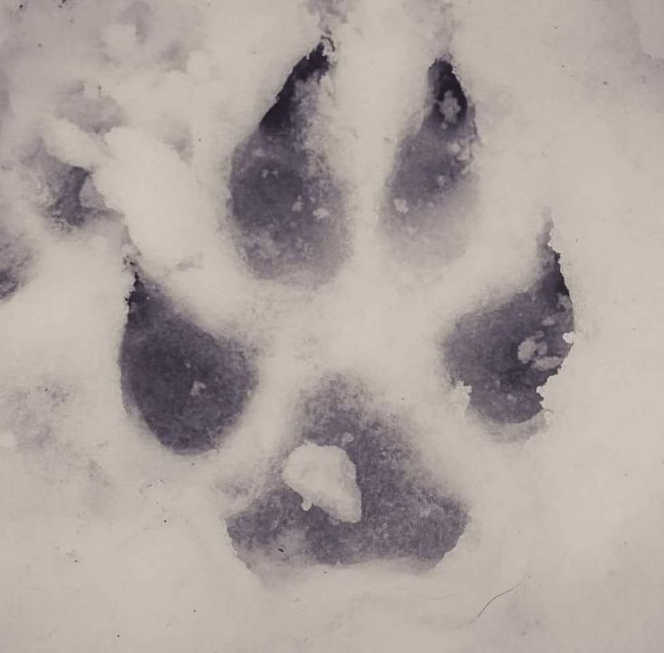 an animal's paw prints in the snow