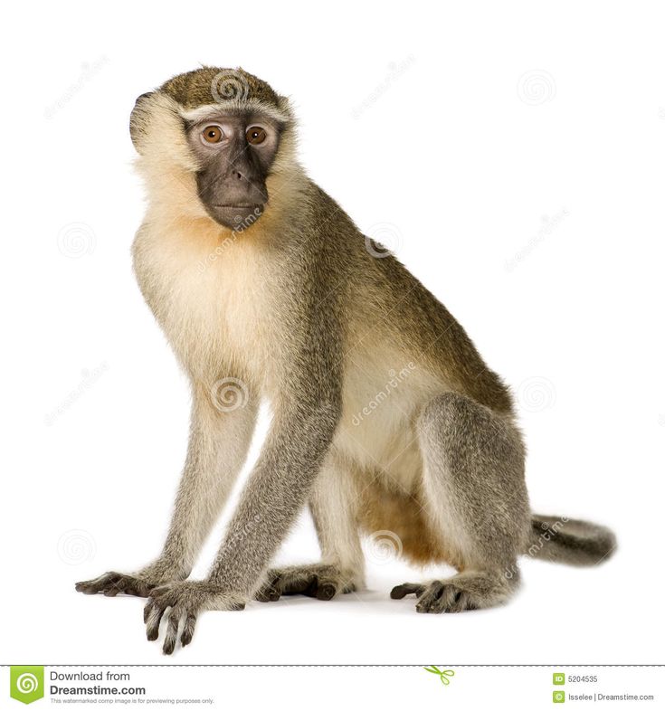 a monkey sitting on the ground looking at the camera