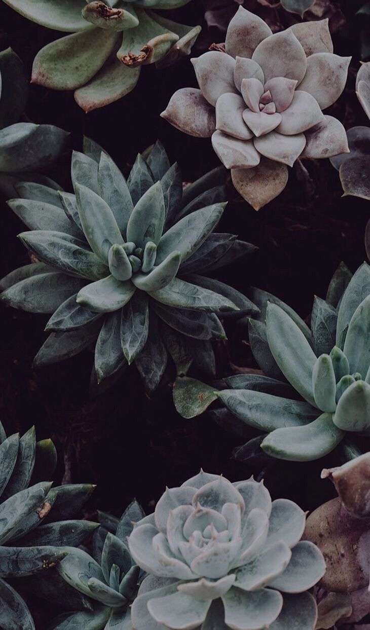 many different types of succulents growing together