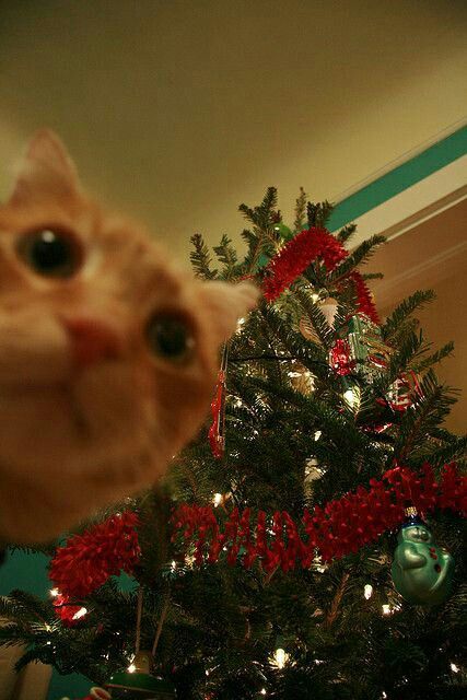 the cat is looking up at the christmas tree