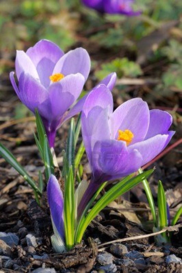 three purple crocsants growing out of the ground in front of some rocks