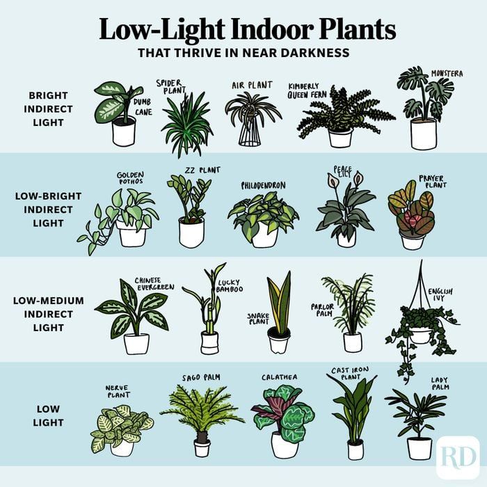 the different types of low light indoor plants