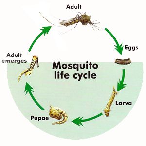 the life cycle of mosquitoes and other insects in a circle with words describing them