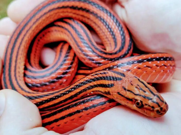 [object Object] Red Snakes, Striped Snake, Milk Snake, Types Of Snake, Coral Snake, Red Can, Red Snake, The Color Red, Evergreen Forest