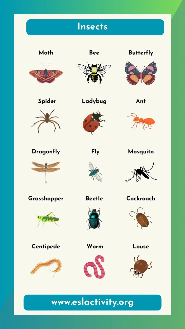 insect identification chart with different types and colors