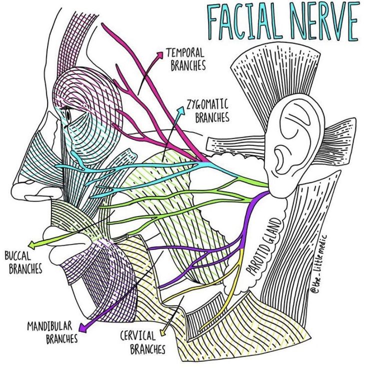 the facial nervous system is shown in this diagram, with all its major branches labeled