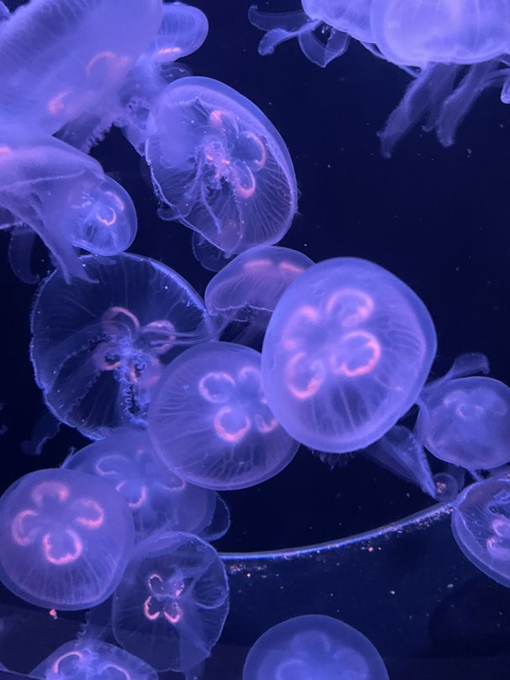 many jellyfish are swimming in the water