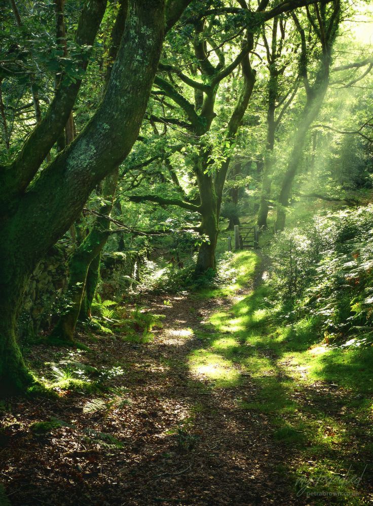 the sun shines through the trees on this path