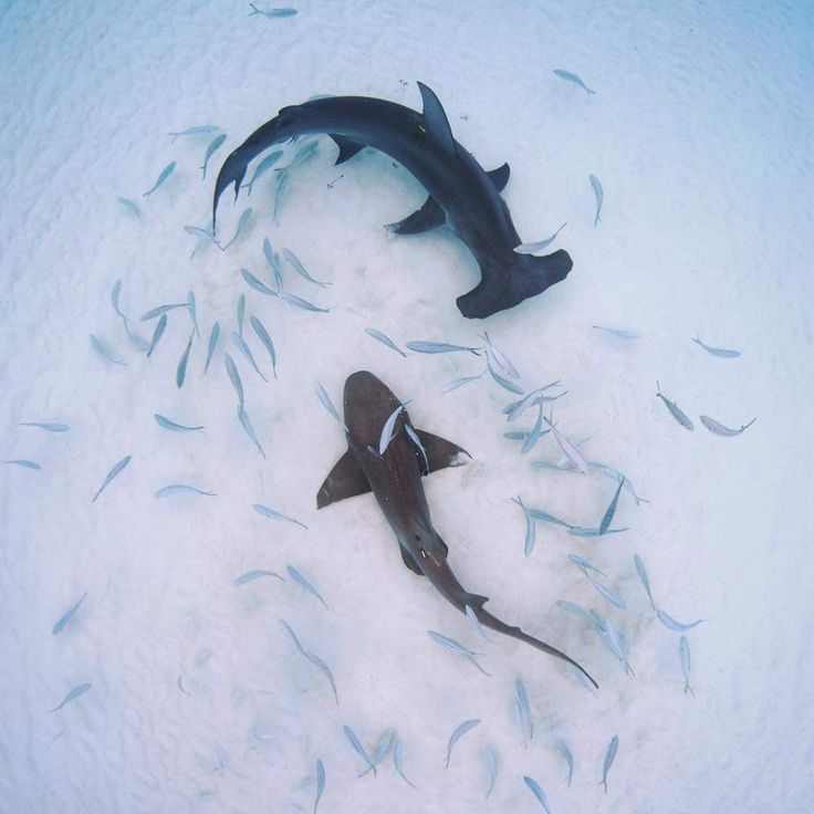 two black and white fish in the water with small fish around it's sides