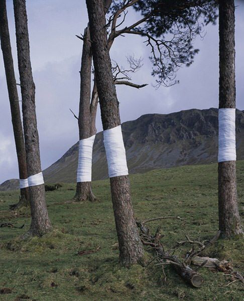 several trees with tape wrapped around them in a grassy area near mountains and hills behind them