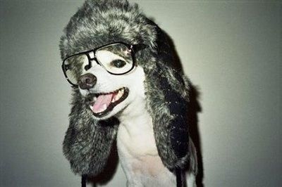 a dog wearing glasses and a furry hat