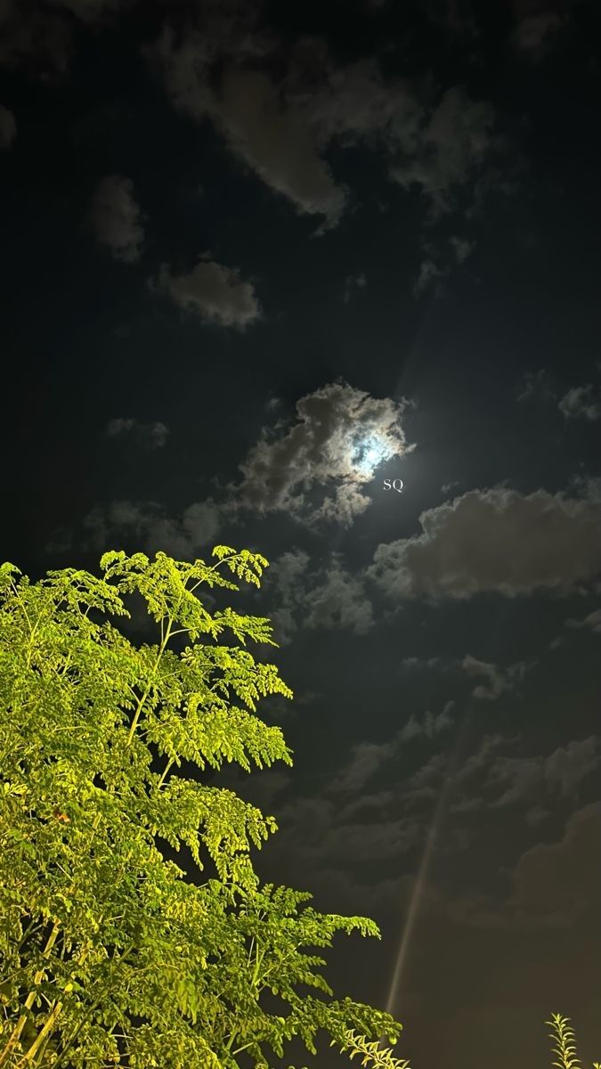 the full moon shines brightly in the night sky above some green trees and bushes