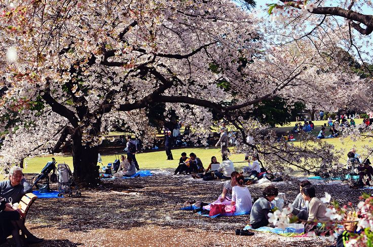 many people are sitting on the ground under cherry blossom trees and picnicking in the park