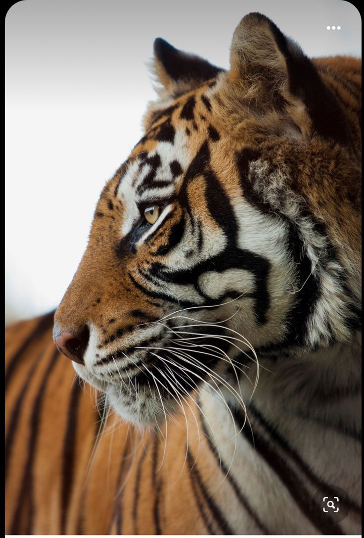 a close up of a tiger looking at something