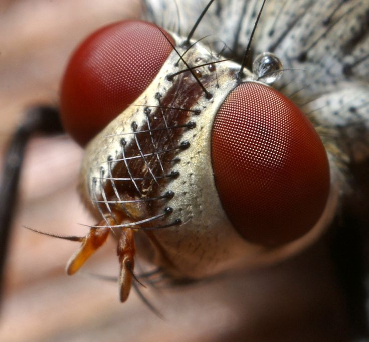 two red flies sitting next to each other on top of a wooden surface with their eyes closed