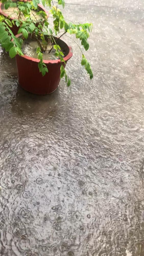 a potted plant sitting on top of a wet ground next to a tree branch