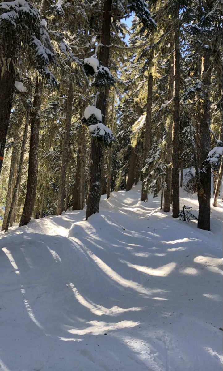 a person riding skis down a snow covered slope in front of tall pine trees