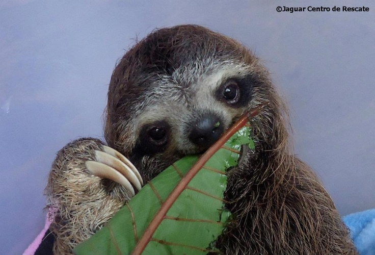 a brown and white sloth holding a green leaf