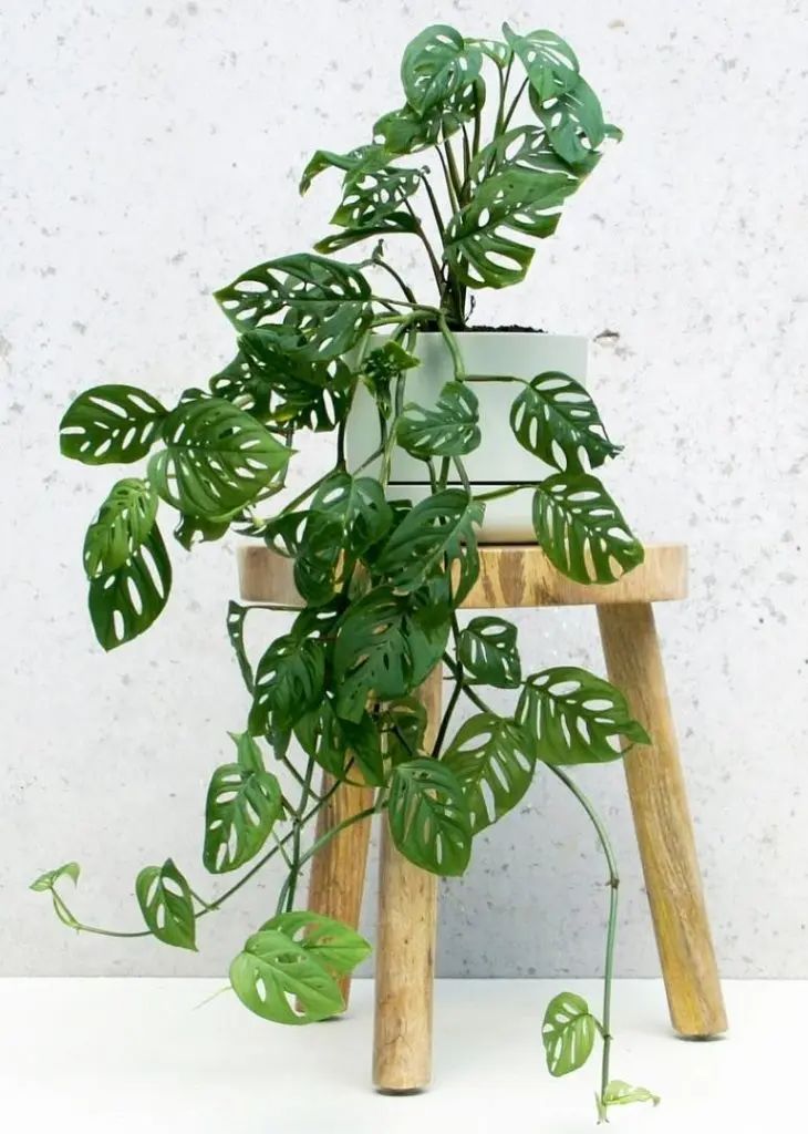 a potted plant sitting on top of a wooden stool next to a white wall