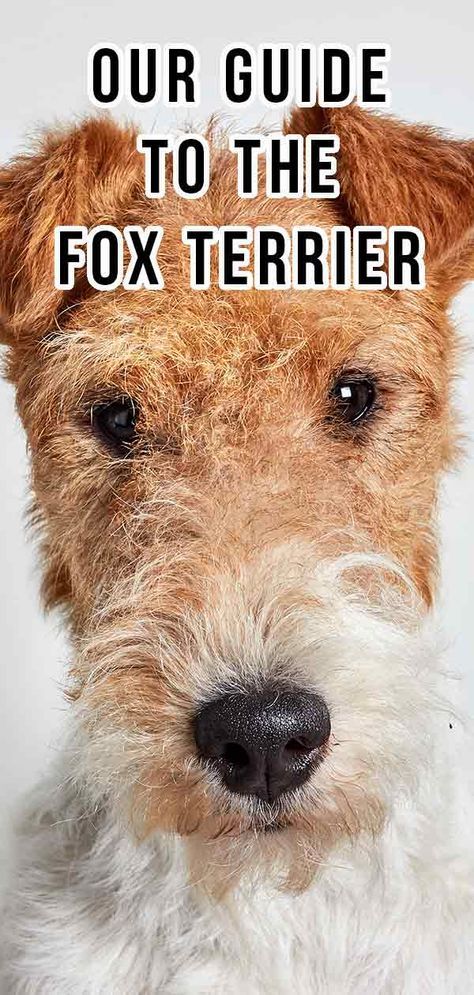 a close up of a dog with the words our guide to the fox terrier