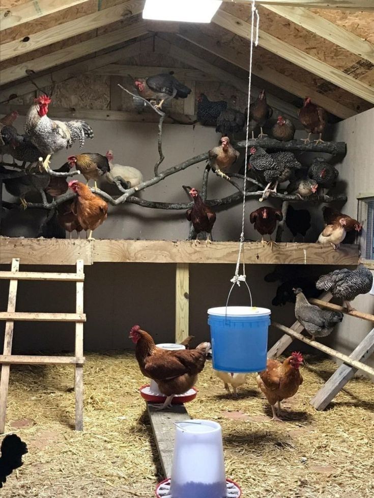 several chickens in a barn eating out of buckets