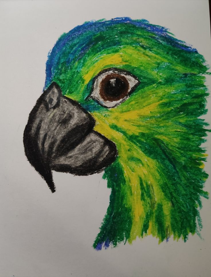 a drawing of a green and yellow parrot's head