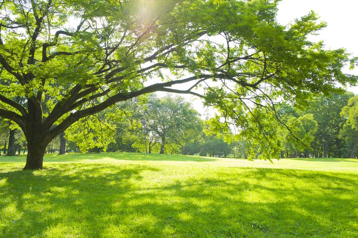 the sun shines through the branches of a large tree in a grassy park area