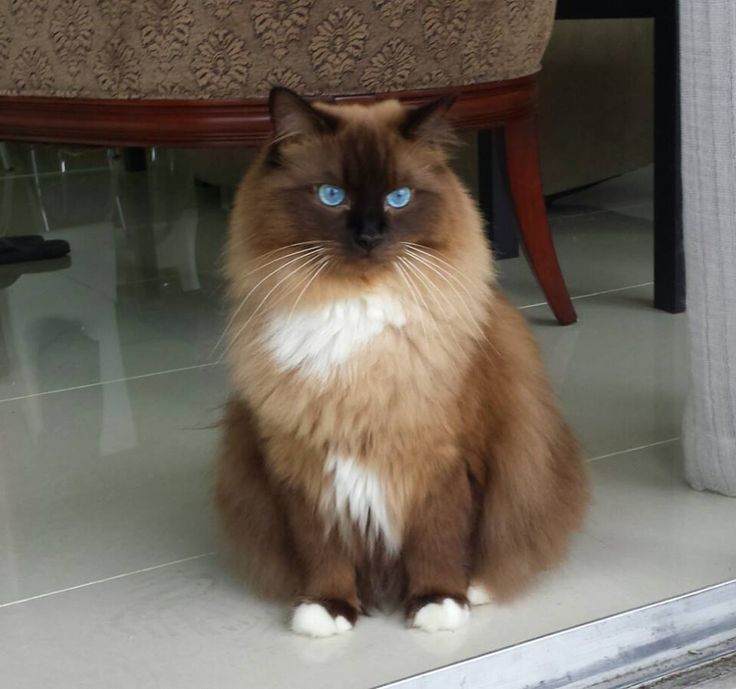 a brown and white cat with blue eyes sitting on the floor next to a chair