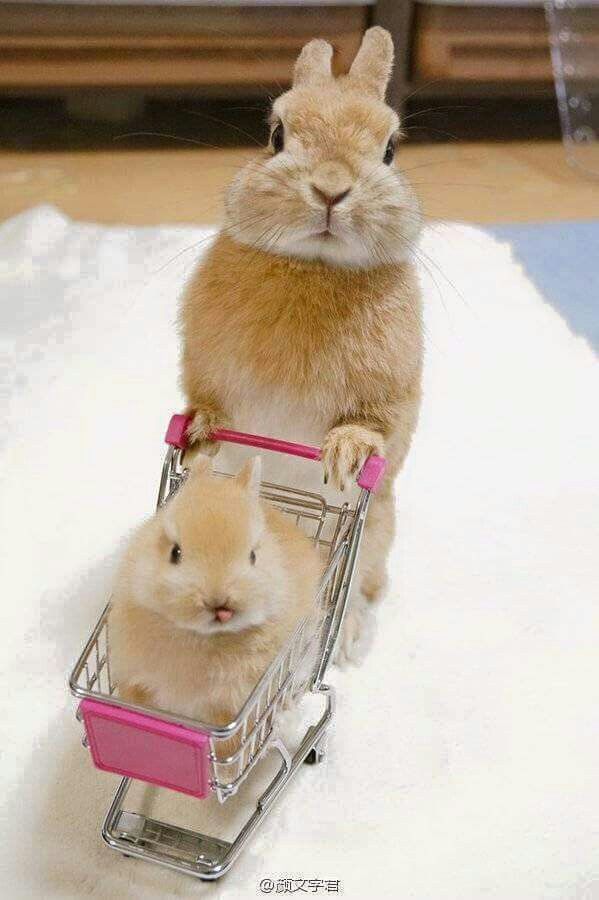 a rabbit sitting in a shopping cart with another bunny inside it's basket on the floor