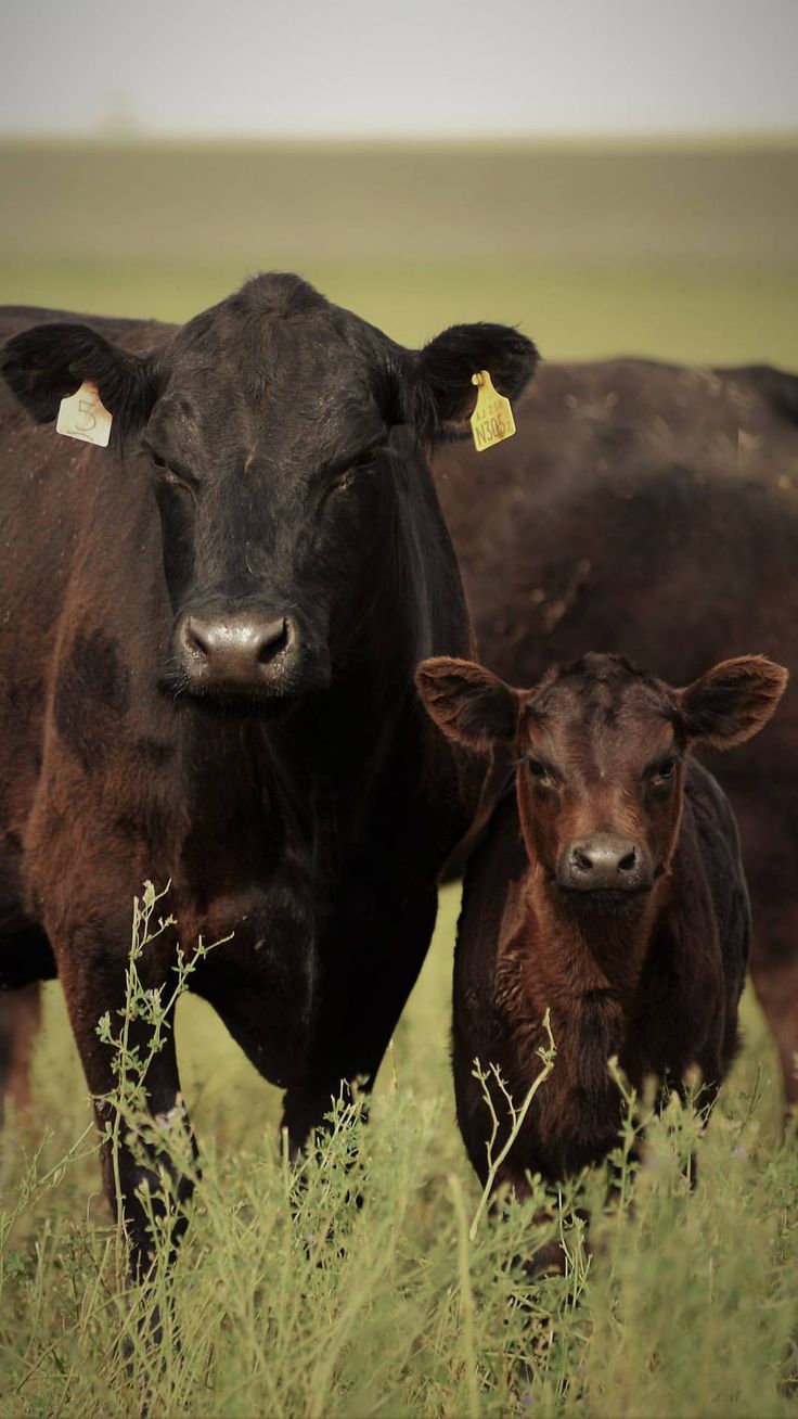 two brown cows standing next to each other on a lush green field with tall grass