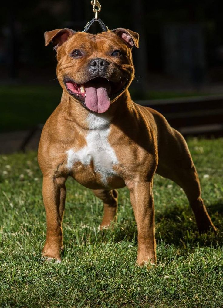 a brown and white dog standing on top of a lush green grass covered field with its tongue hanging out