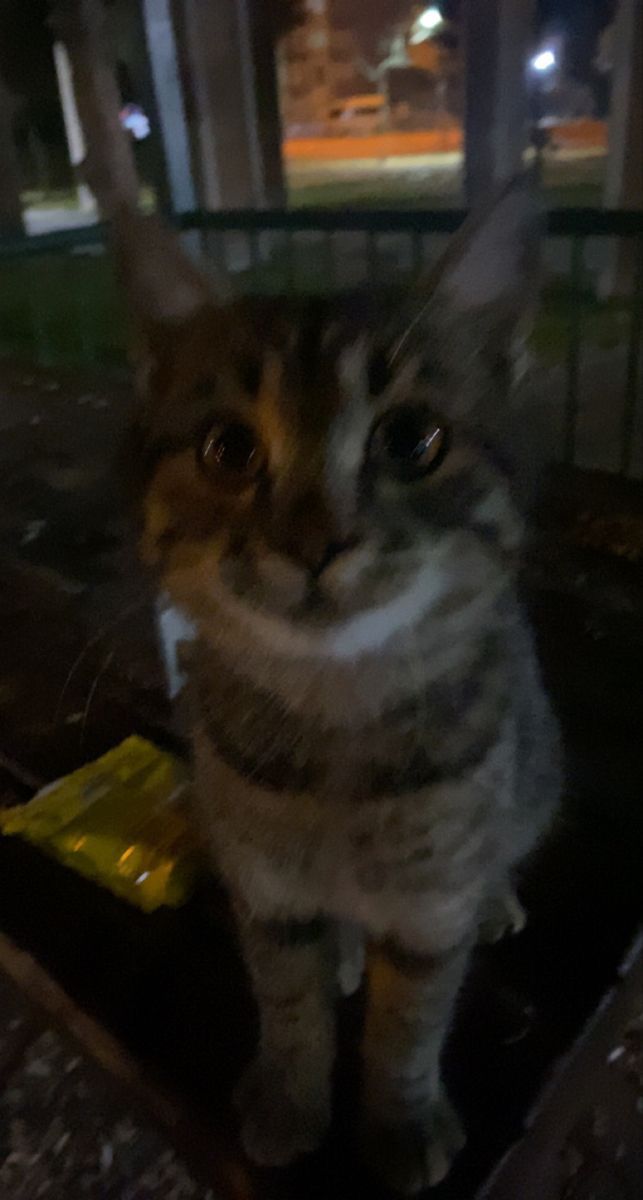 a cat sitting on top of a wooden bench next to a street light at night