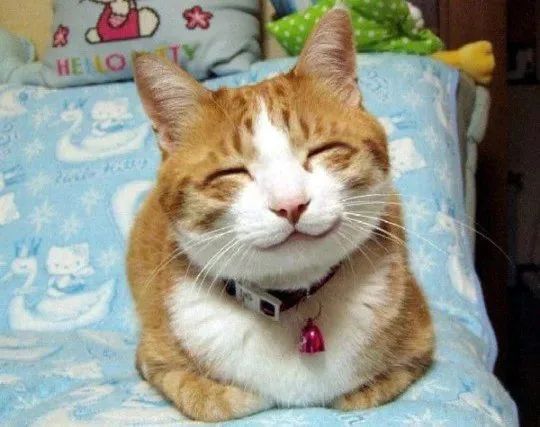 an orange and white cat laying on top of a bed next to a hello kitty sign