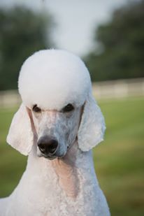 a white poodle is standing in the grass