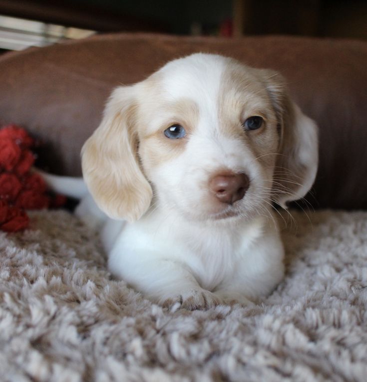 a small white and brown dog laying on top of a bed