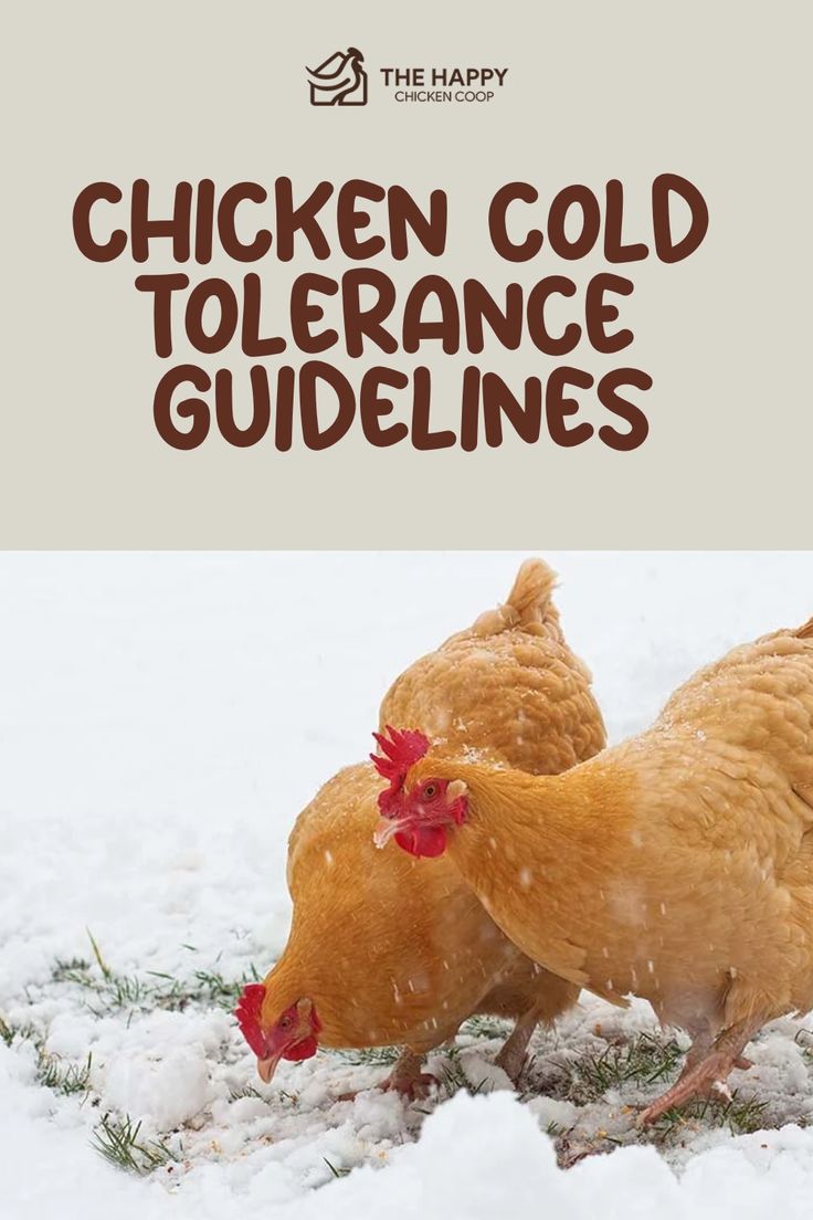 Two chickens pecking at the ground with a light covering of snow, illustrating an article on chicken cold tolerance guidelines. Winter Shelter For Chickens, Cold Weather Chickens, Winter For Chickens, Chickens In Winter Cold Weather, Chicken Coop For Cold Climates, Chicken Coop Cold Weather, Chicken Treats For Winter, Winterized Chicken Coop, How To Keep Chickens Warm In Winter