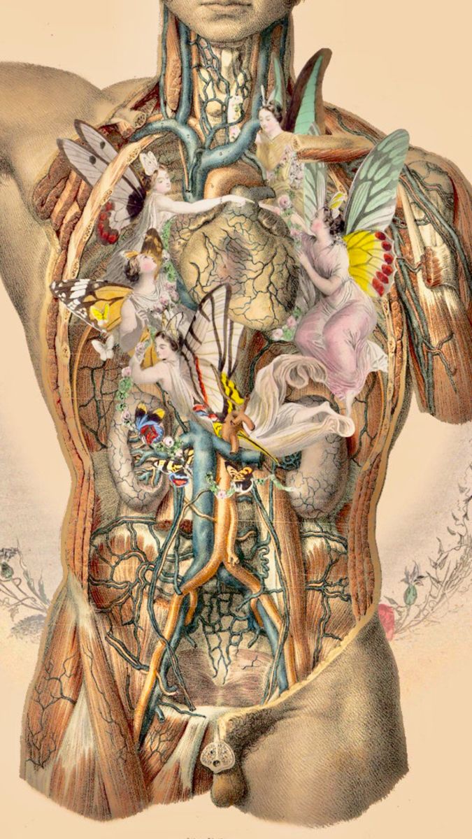 an illustration of the human body with many different organs