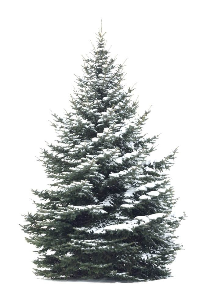 a single pine tree covered in snow on a white background with copy space for text