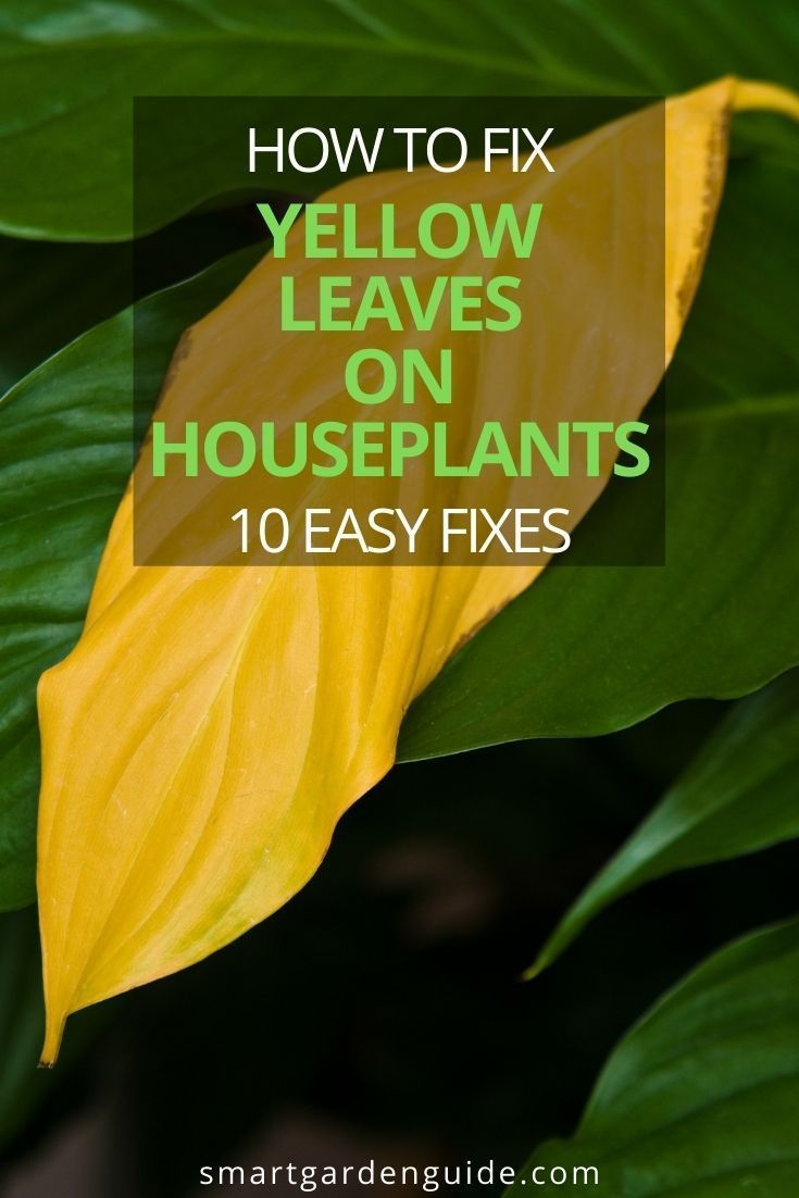 yellow leaves with the text how to fix yellow leaves on houseplants 10 easy fixes