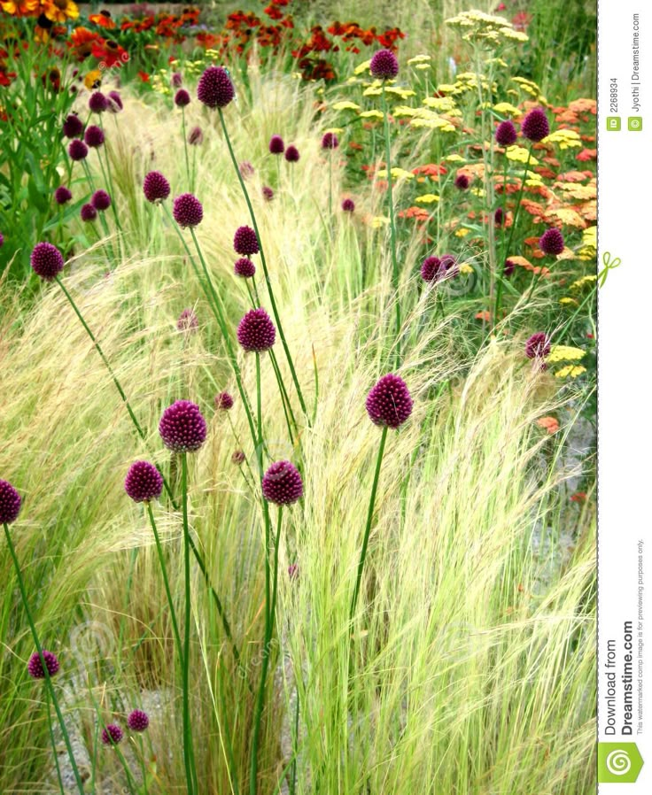 tall grass and flowers in a garden