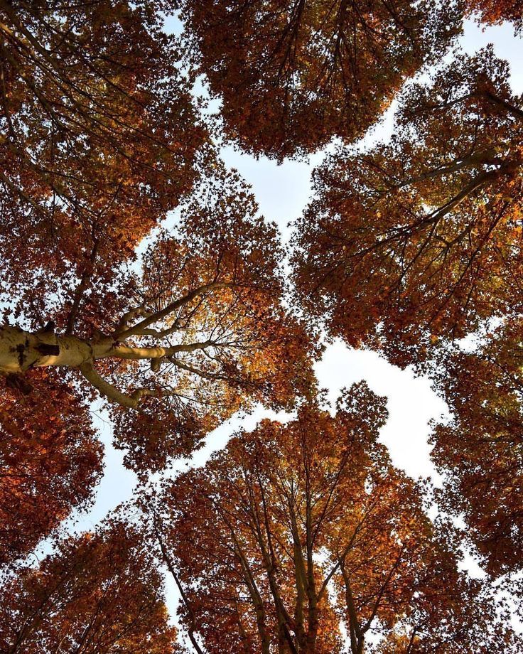 looking up at the tops of tall trees in autumn