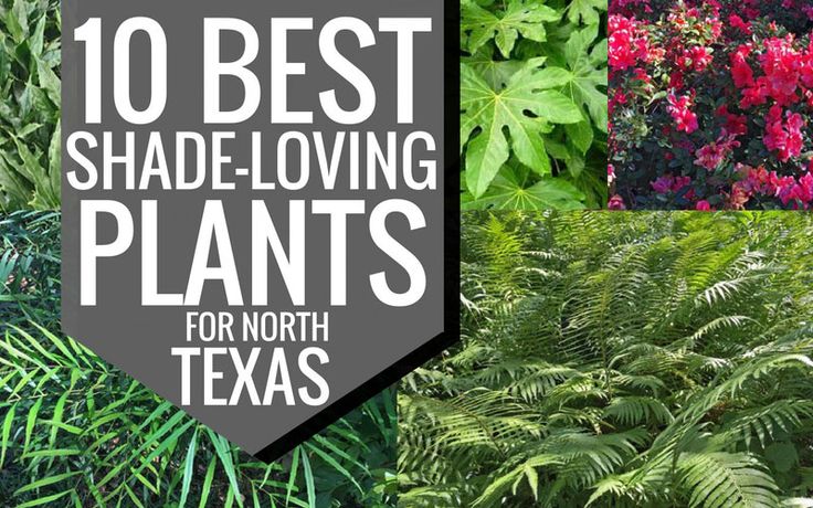 the 10 best shade loving plants for north texas