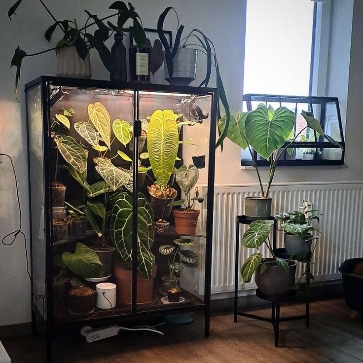 several houseplants are in a glass case on the floor next to a window