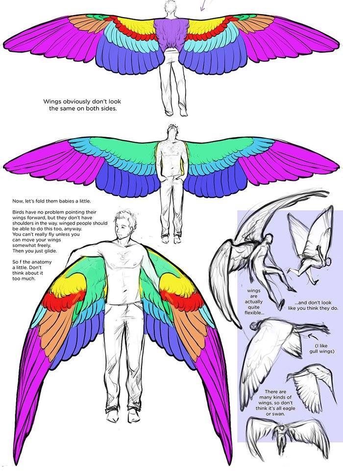 an image of different types of birds with wings and body parts in color, from top to bottom