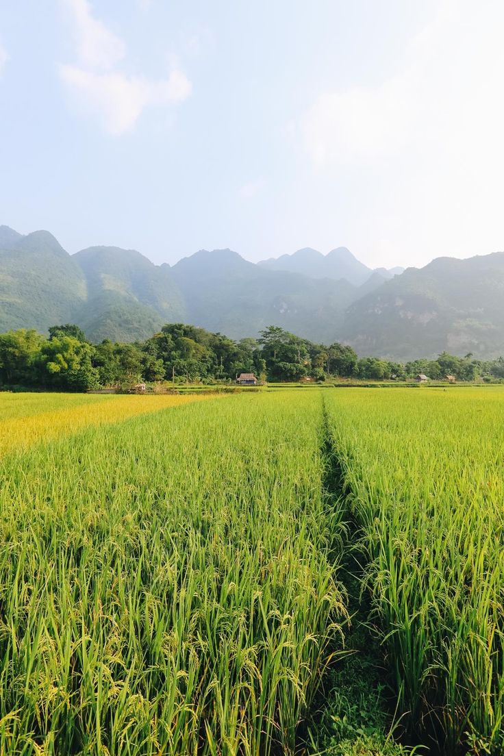 a field with mountains in the background and green grass growing on both sides that is bordered by trees